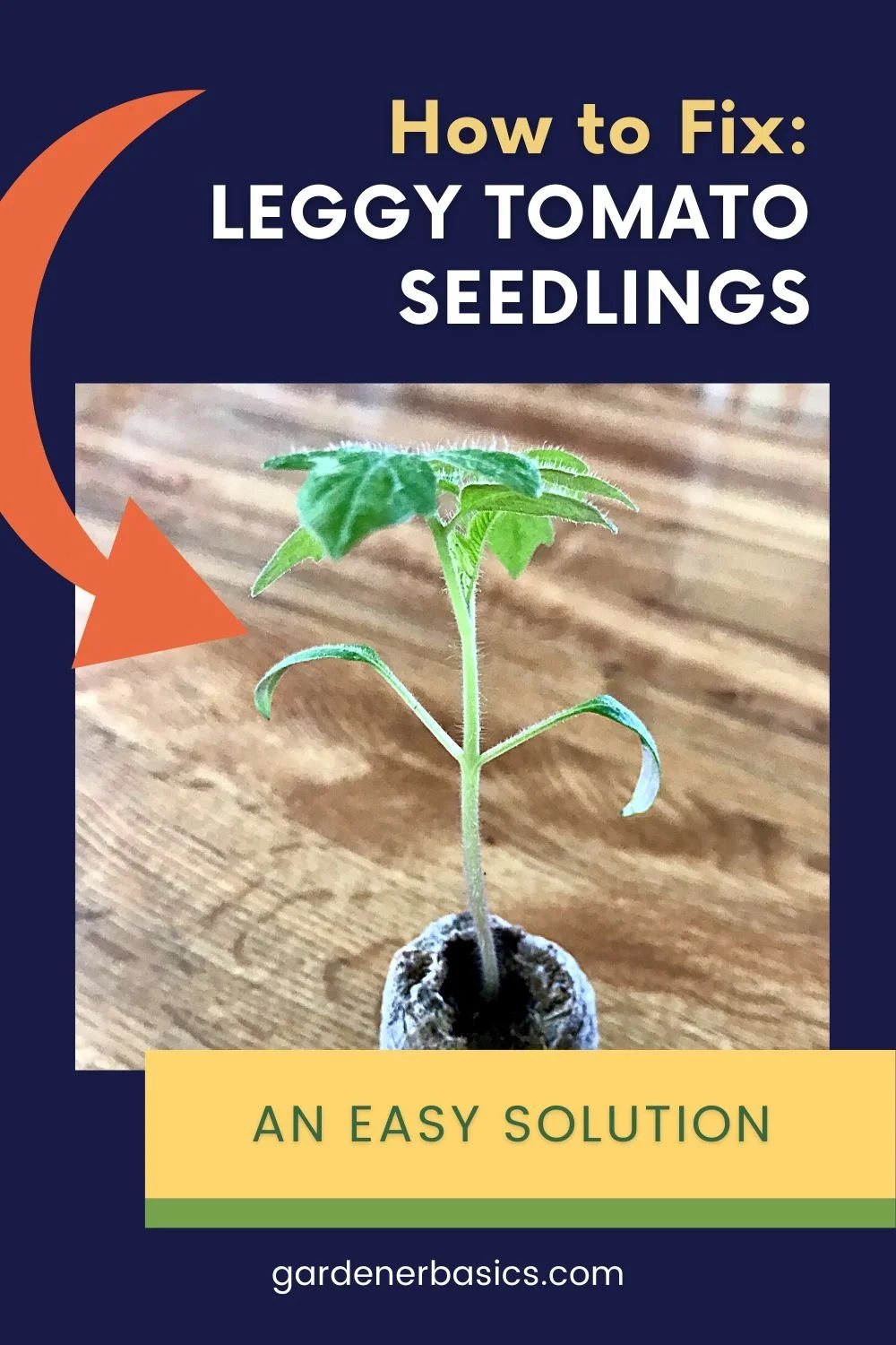 Here's How to Fix Leggy Tomato Seedlings and Get them Ready for